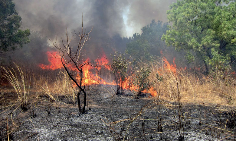 Feux de forêts : Le dernier incendie dans la région de Tétouan maîtrisé
