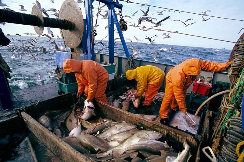 Pêche : Hausse des débarquements à fin septembre