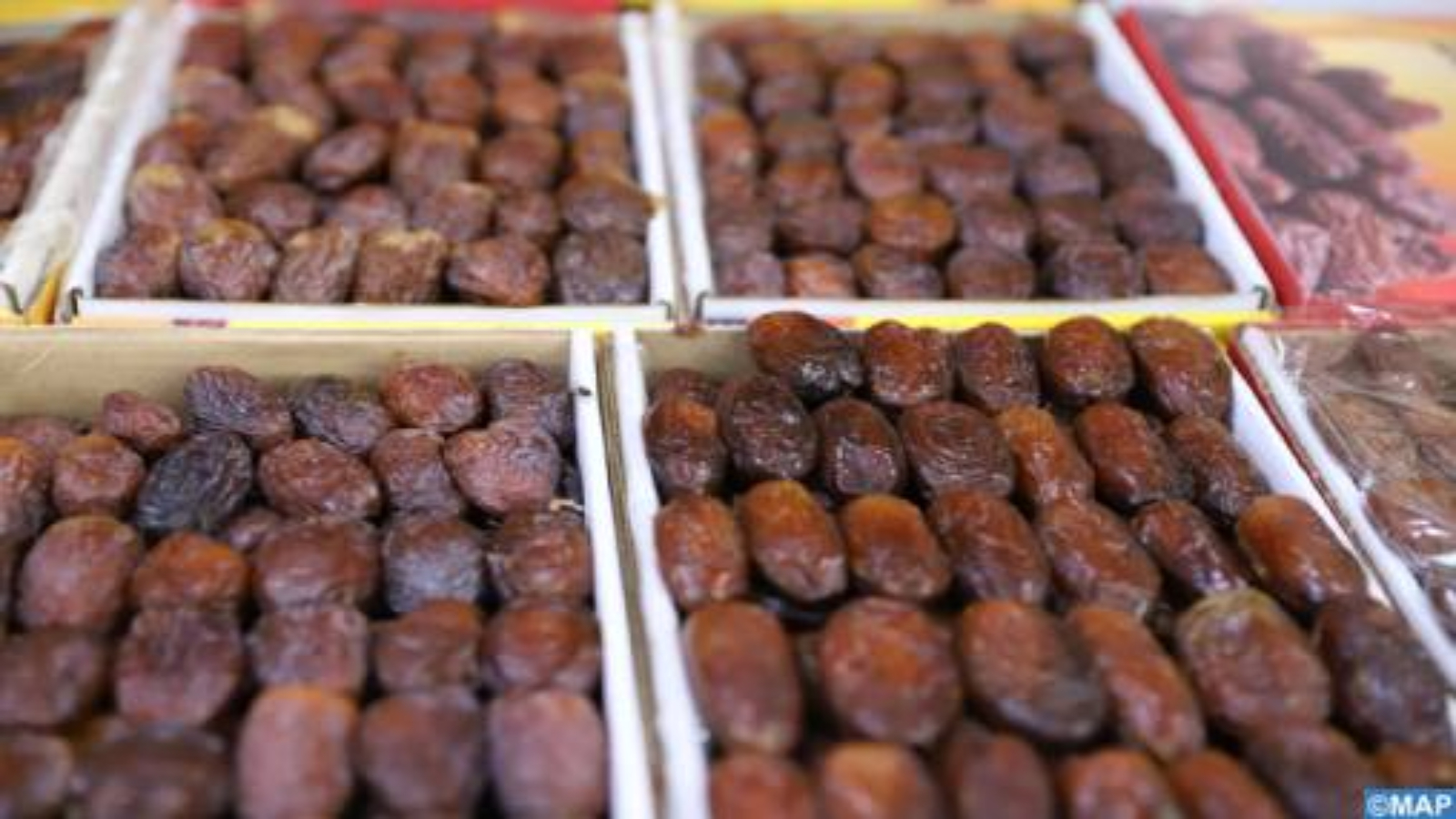 Datte Visage Le Maroc veut doubler sa production des dattes d'ici 2030