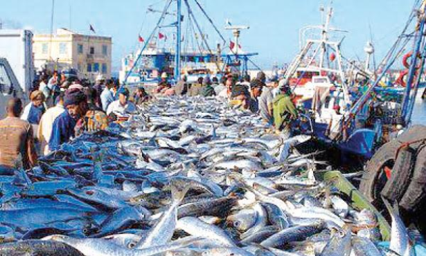Pêche côtière : Les débarquements en hausse de 19% à fin novembre