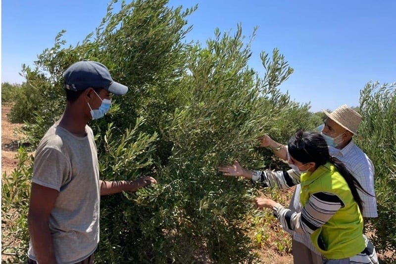 Oriental: Lancement du dispositif "Al Moutmir Itinérant" dédié à l'olivier