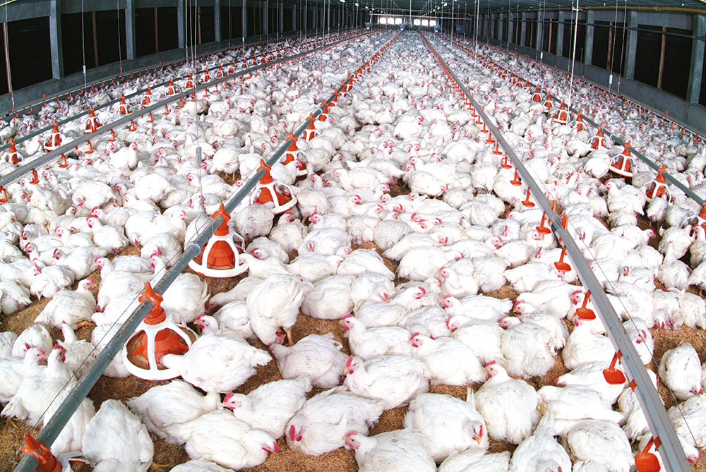 Produits avicoles : Sadiki promet des prix abordables avant le mois de Ramadan