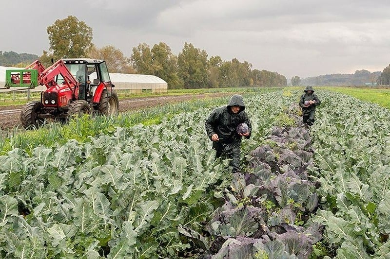 FAO: Les systèmes agroalimentaires emploient 1,23 milliard de personnes dans le monde