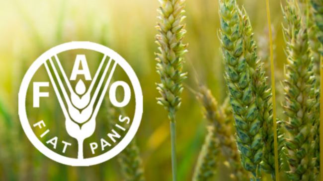 FAO : Forte baisse des prix alimentaires mondiaux sur un an