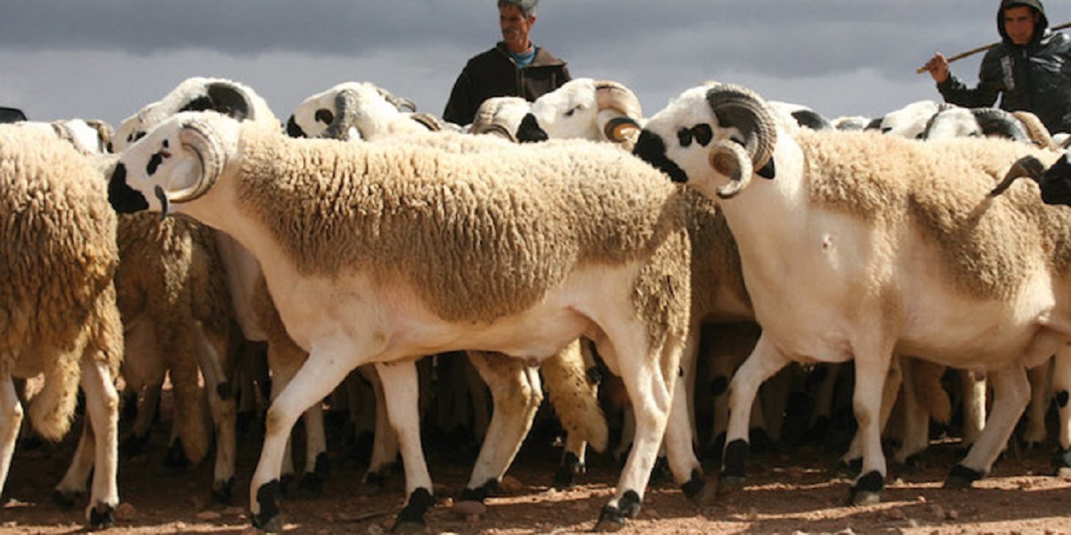 Aïd Al-Adha : 5,4 millions de têtes d'ovins et de caprins identifiés