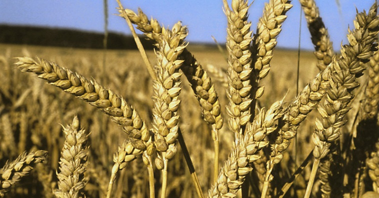 Farine subventionnée : L'ONICL lance un appel d'offres pour l’achat de plus de 1,3 million de quintaux de blé tendre