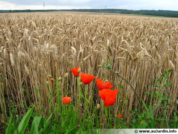 L'Ukraine va exporter 75% de sa récolte de céréales