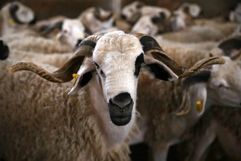 Coopération agricole : Le Maroc prévoit d'augmenter ses importations de moutons roumains