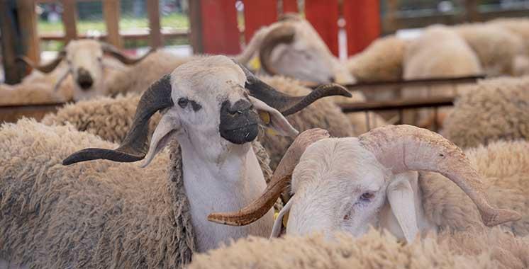 Aïd Al-Adha : 3 millions de têtes d'ovins et de caprins identifiées