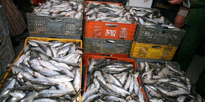 Soupçons d'entente sur le marché de la sardine : Le Conseil de la concurrence ouvre une enquête