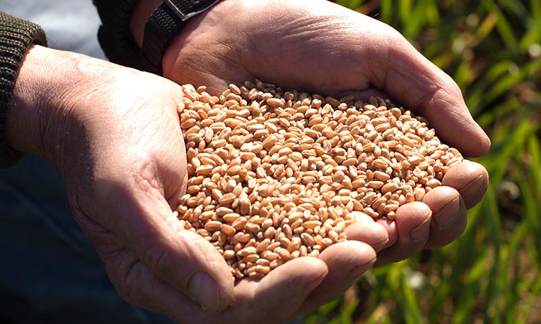 Céréales : La production prévisionnelle estimée à 31,2 millions de quintaux
