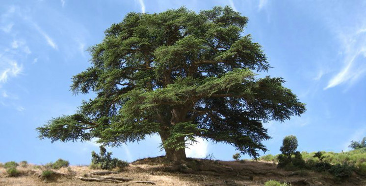 Protection des forêts au Maroc: Il faut sauver le cèdre de l’Atlas