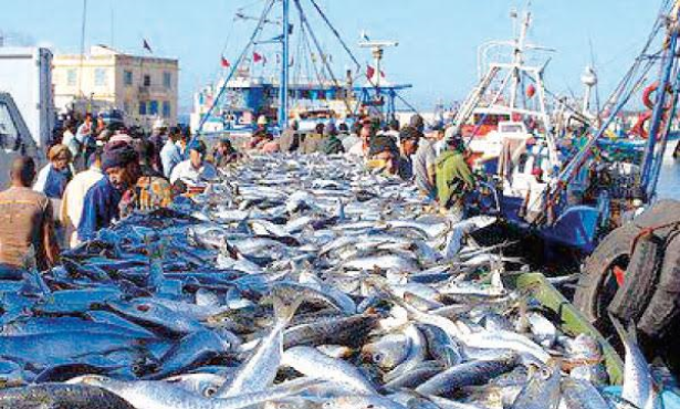 Pêche côtière et artisanale : La valeur des produits commercialisés s'améliore de 7% à fin juillet