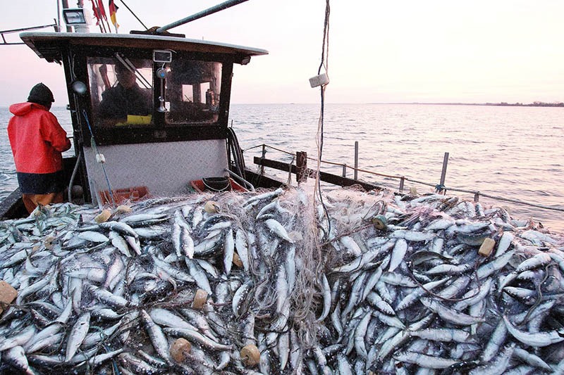 Pêche côtière : Hausse de la valeur des produits commercialisés à fin novembre