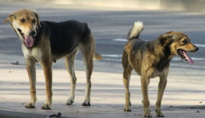 Les autorités marocaines démentent les informations concernant l’abattage de chiens errants