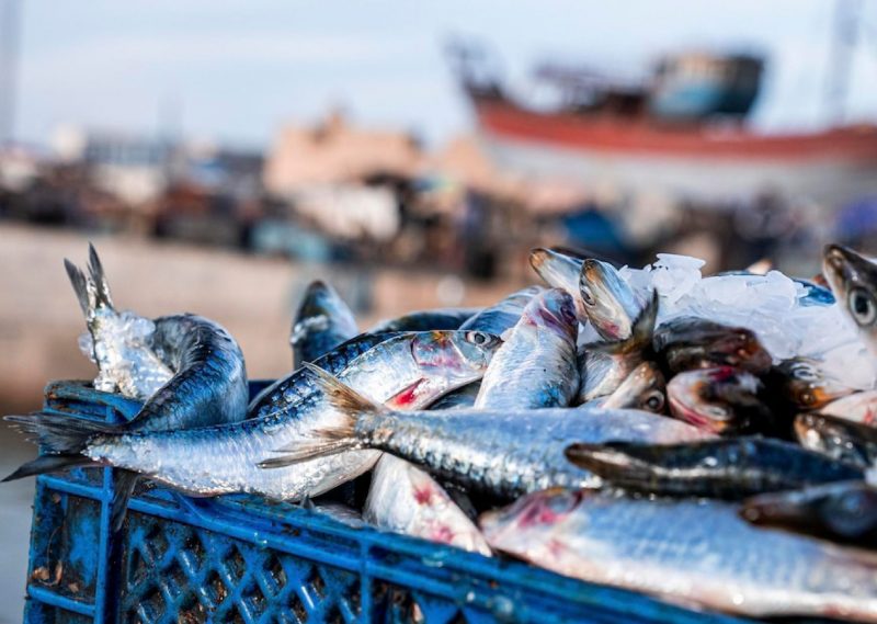 Sardine industrielle : Le Conseil de la concurrence enquête sur une entente présumée sur les prix depuis 20 ans