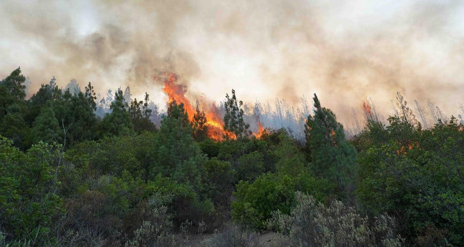 Incendies de forêts : baisse de 86% des surfaces touchées en 2024