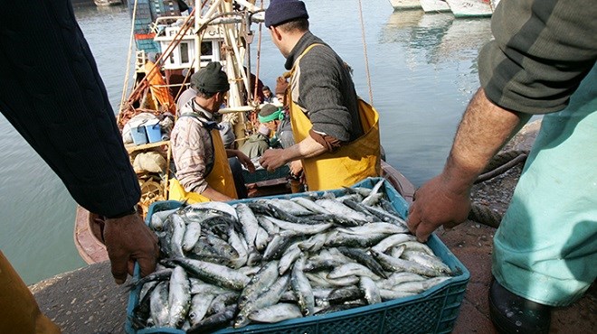 Pêche : Près de 7,37 MMDH de produits commercialisés à fin août