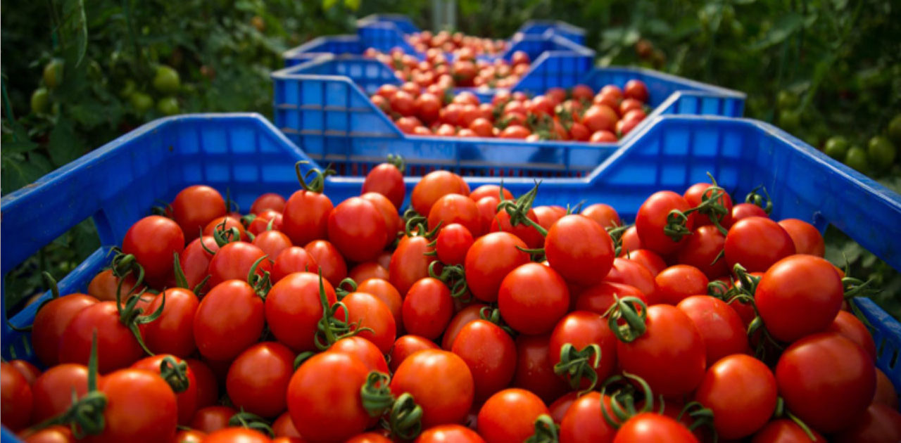 Tomates cerises : l’ONSSA dément toute suspension des exportations vers l’UE