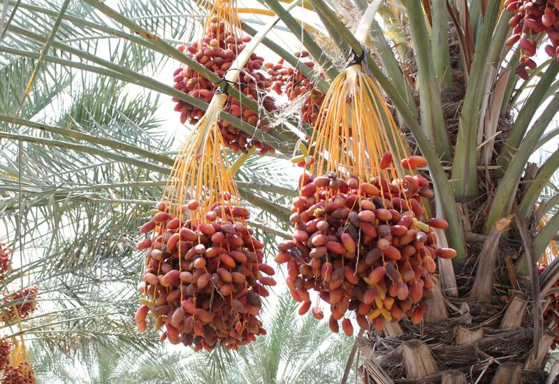 Dattes : Plus de 160 000 tonnes attendues au Maroc pour la campagne 2025-2026
