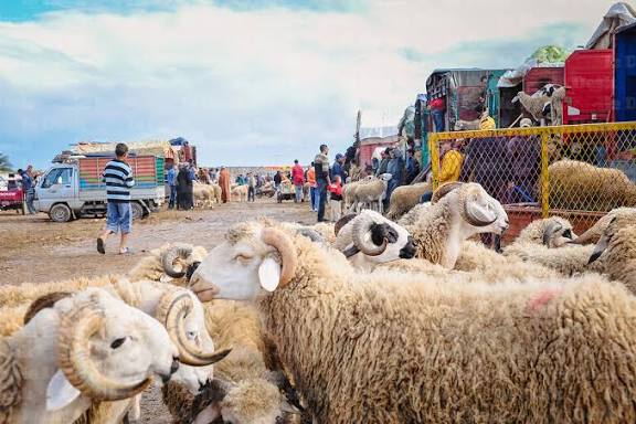 Aide directe aux éleveurs : 580.000 bénéficiaires à ce jour pour plus de 2,4 MMDH