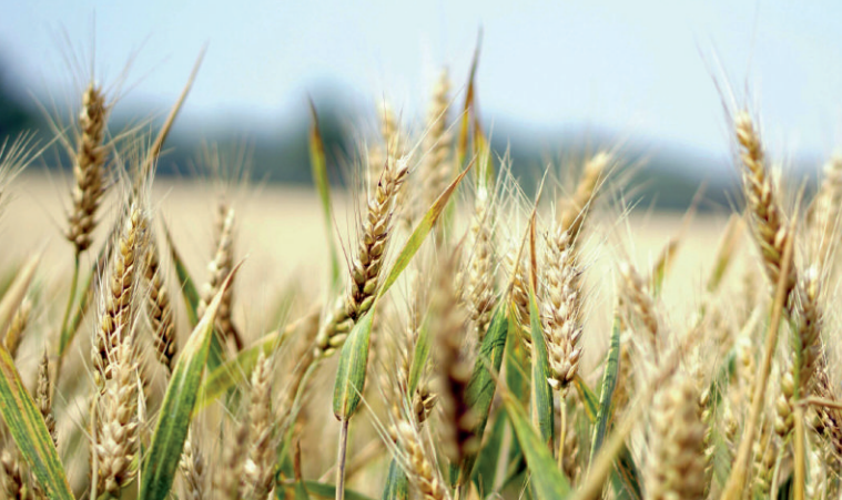 Sursaut hydrique : Le Maroc agricole reprend espoir