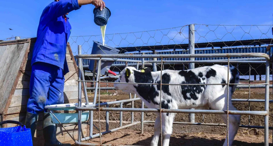 Consommation de lait : Une campagne nationale pour rétablir les vérités nutritionnelles