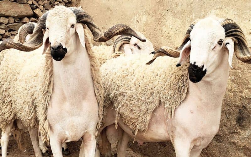 Actualités Économiques Marocaines en direct - LaQuotidienne