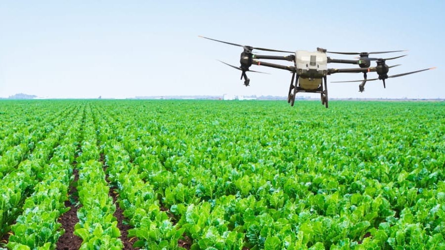 Campagne agricole 2026-2027 : Cosumar mise sur 63.000 hectares de cultures sucrières