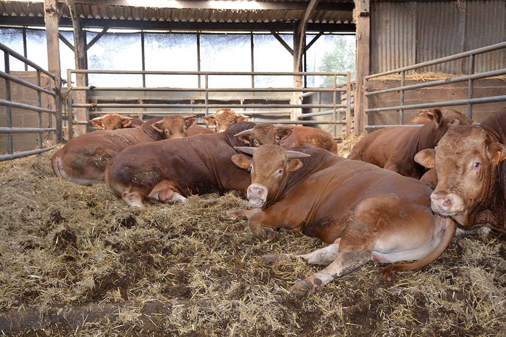 Viandes rouges : Le quota de 300.000 bovins à importer atteint, 37 opérateurs mobilisés