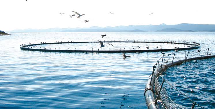 Pêche : L’aquaculture identifie un potentiel de 300.000 tonnes