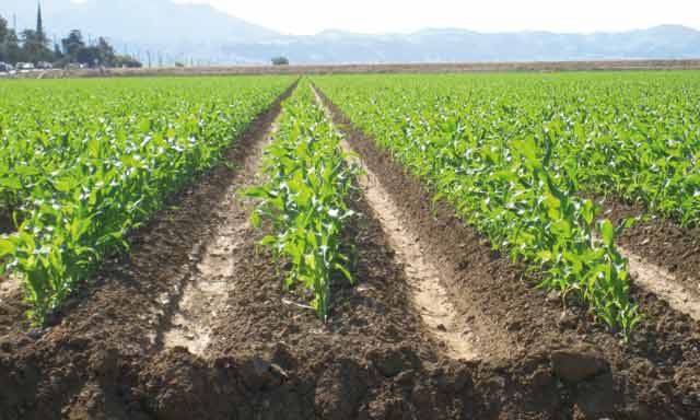 Plus de 250.000 ha de terres agricoles cultivées à Tanger-Tétouan