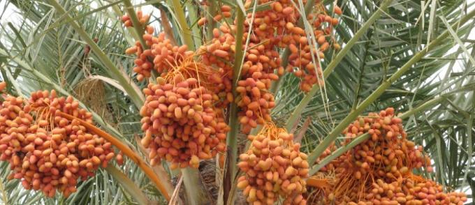 Palmiers : Le Maroc en avance sur son programme de plantation 